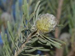 Leucadendron-galpinii_2