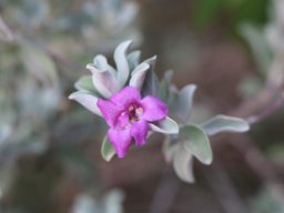 Leucophyllum-2018-06-23