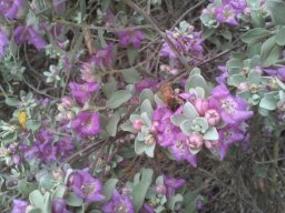 hava &raquo; Leucophyllum