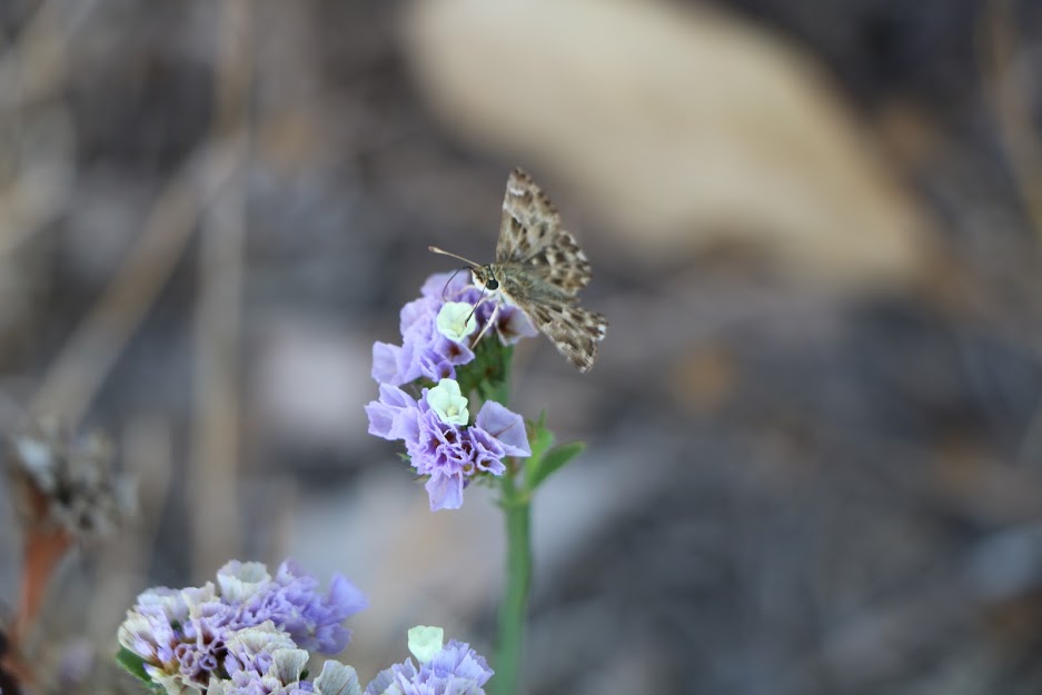 Limonium