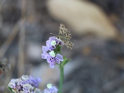 hava &raquo; Limonium