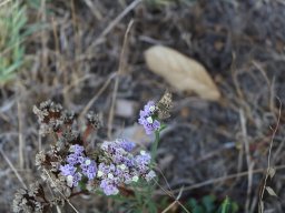 Limonium_sinuatum___A