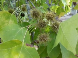 Liquidambar_formosana