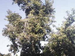hava &raquo; Liquidambar