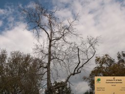 liquidambar-formosana-02-2018-3
