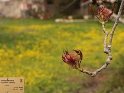 liquidambar-formosana-02-2018