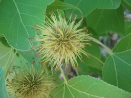 liquidambar-formosana-10-05-2014