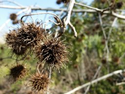 liquidambar-formosana-feb-2015