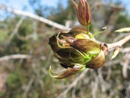 liquidambar-formosana0214b