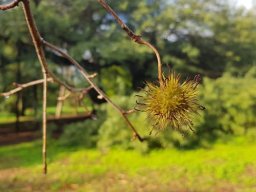 liquidambar_1120A