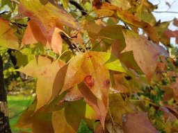 liquidambar_1120B