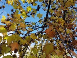 liquidambar_1120C