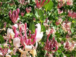 hava &raquo; Lonicera