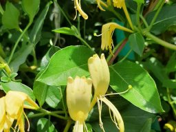 Lonicera_japonica
