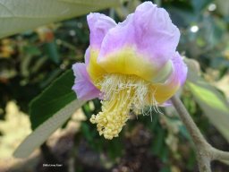 Luehea_divaricata