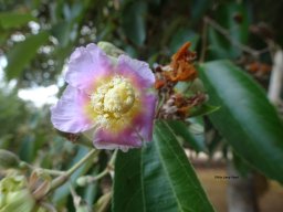 Luehea_divaricata2