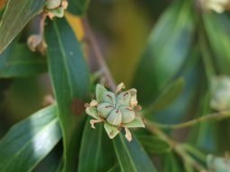 luehea_brasiliensis_2018
