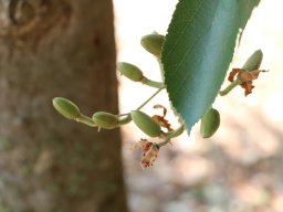 luehea_brasiliensis_2018_A