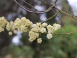 hava &raquo; Lysiphyllum
