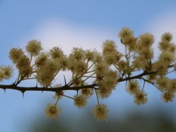 Lysiphyllum_caronnii_A