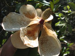 hava &raquo; Magnolia