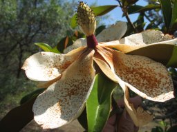 magnolia-grandiflora-08-2013-a