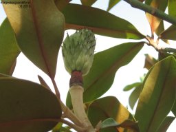 magnolia-grandiflora-08-2013