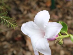 malvaviscus_arboreus_1