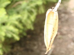 malvaviscus_arboreus_2