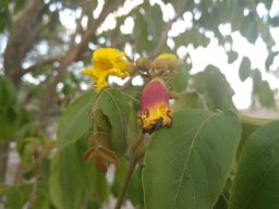 Markhamia-lutea-11-2016