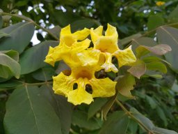markhamia_lutea440