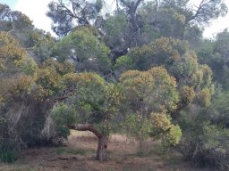 Melaleuca-halmaturorum-06-2017