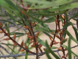 Melaleuca-hector-12-2017