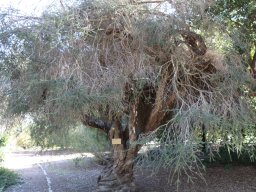 Melaleuca-incana-nov17-2