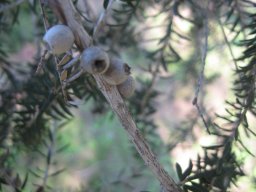 hava &raquo; Melaleuca