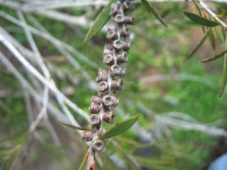 melaleuca--01-2014g