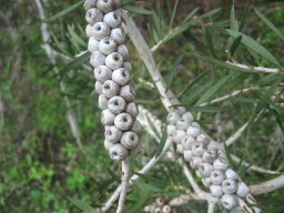 melaleuca--01-2014j
