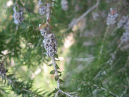 melaleuca--01-2014l