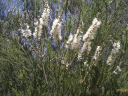 melaleuca--1