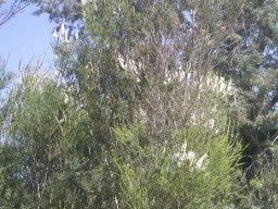 melaleuca-