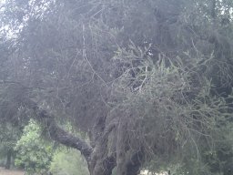 melaleuca-acuminata--1