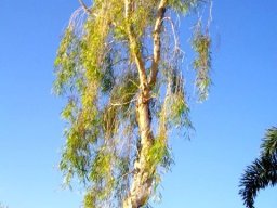 melaleuca-argentea----1