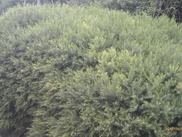 melaleuca-armillaris-green-dome----