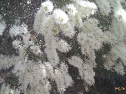 melaleuca-bracteata--