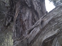 melaleuca-bracteata--1
