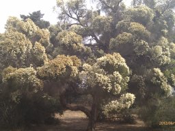 melaleuca-bracteata--2