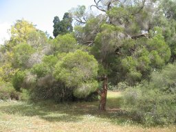 melaleuca-bracteata-26-04-2014e