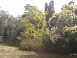 melaleuca-bracteata-revolution-gold----