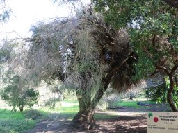 melaleuca-incana-01-2018