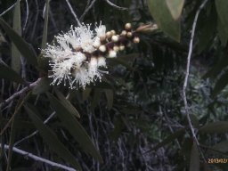 melaleuca-leucadendra